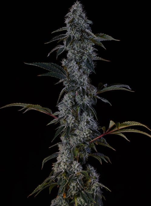Zweet OG F2 Regular by Ethos Genetics