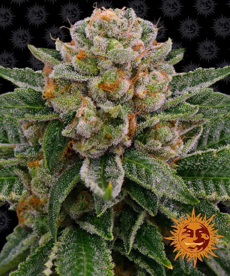 Skywalker OG Auto Autoflower by Barneys Farm