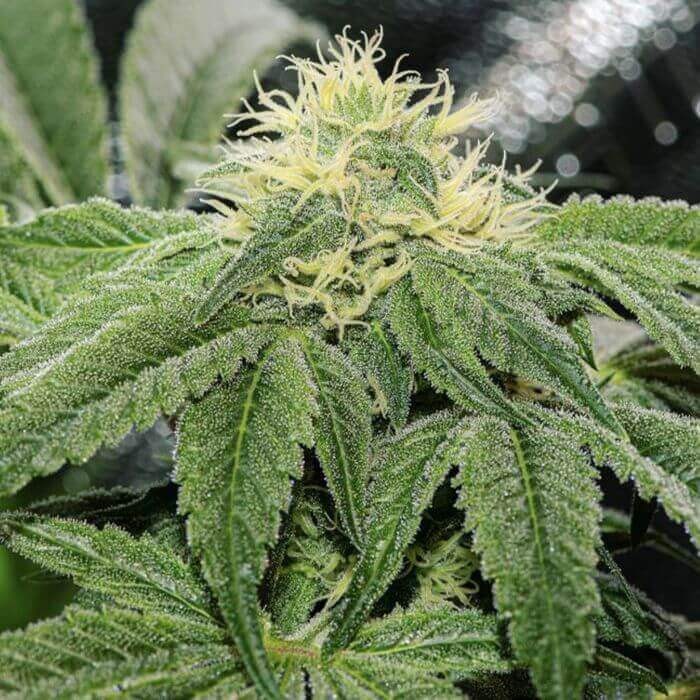 OG Tini Regular by Karma Genetics