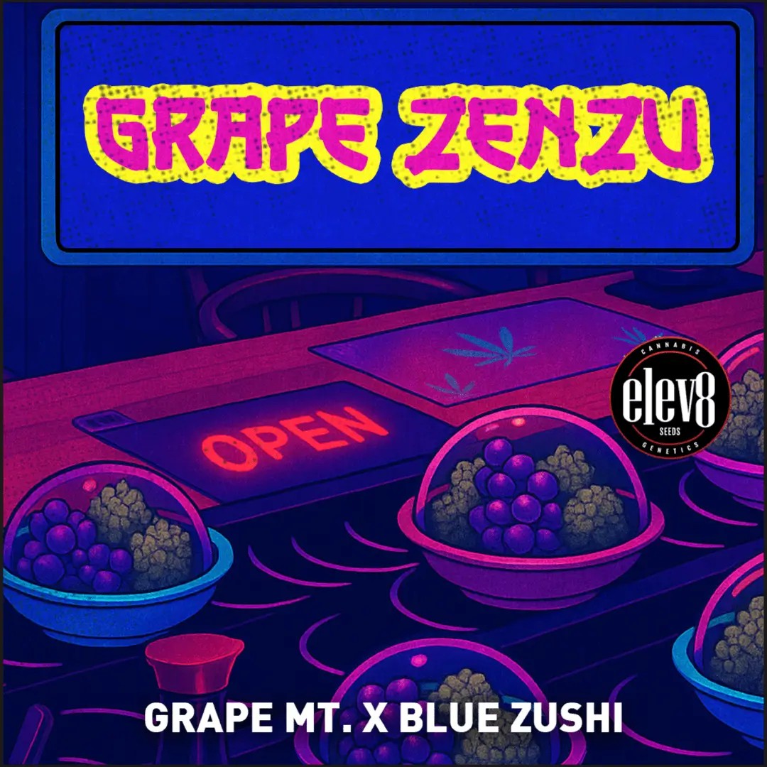 Grape Zenzu Feminized by Elev8 Seeds