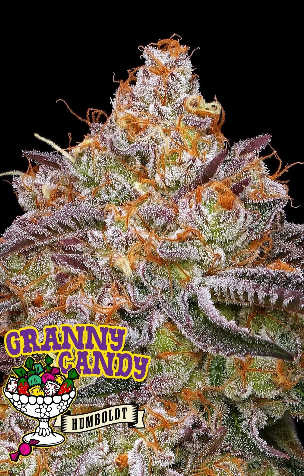 Granny Candy Feminized by Humboldt Seed Company