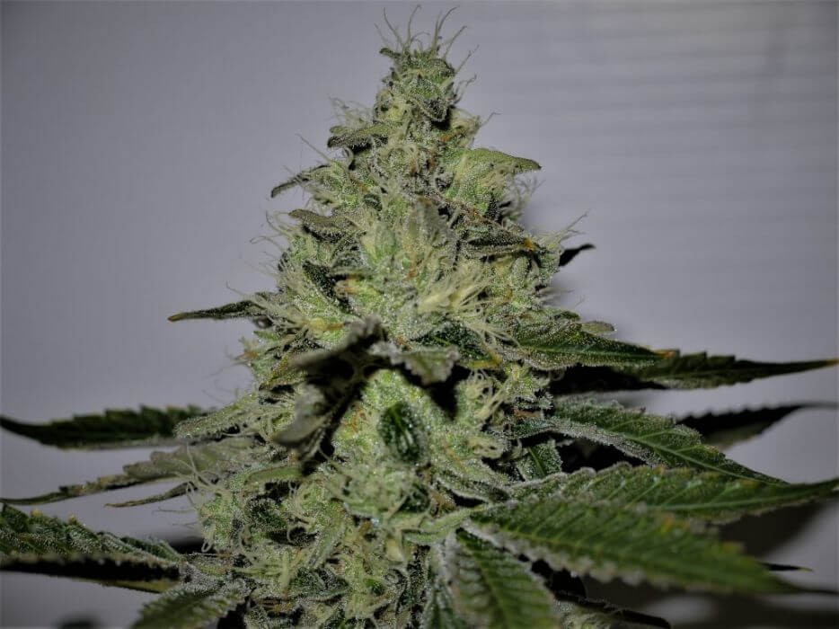 Gorilla Scout Feminized by Paisa Seeds