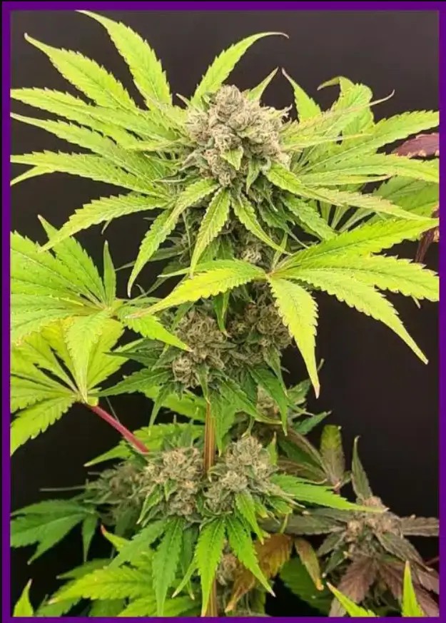 Guavarita Feminized by ZmoothieZ