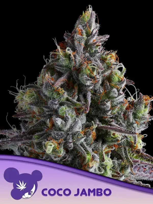 Coco Jambo Feminized by Anesia Seeds