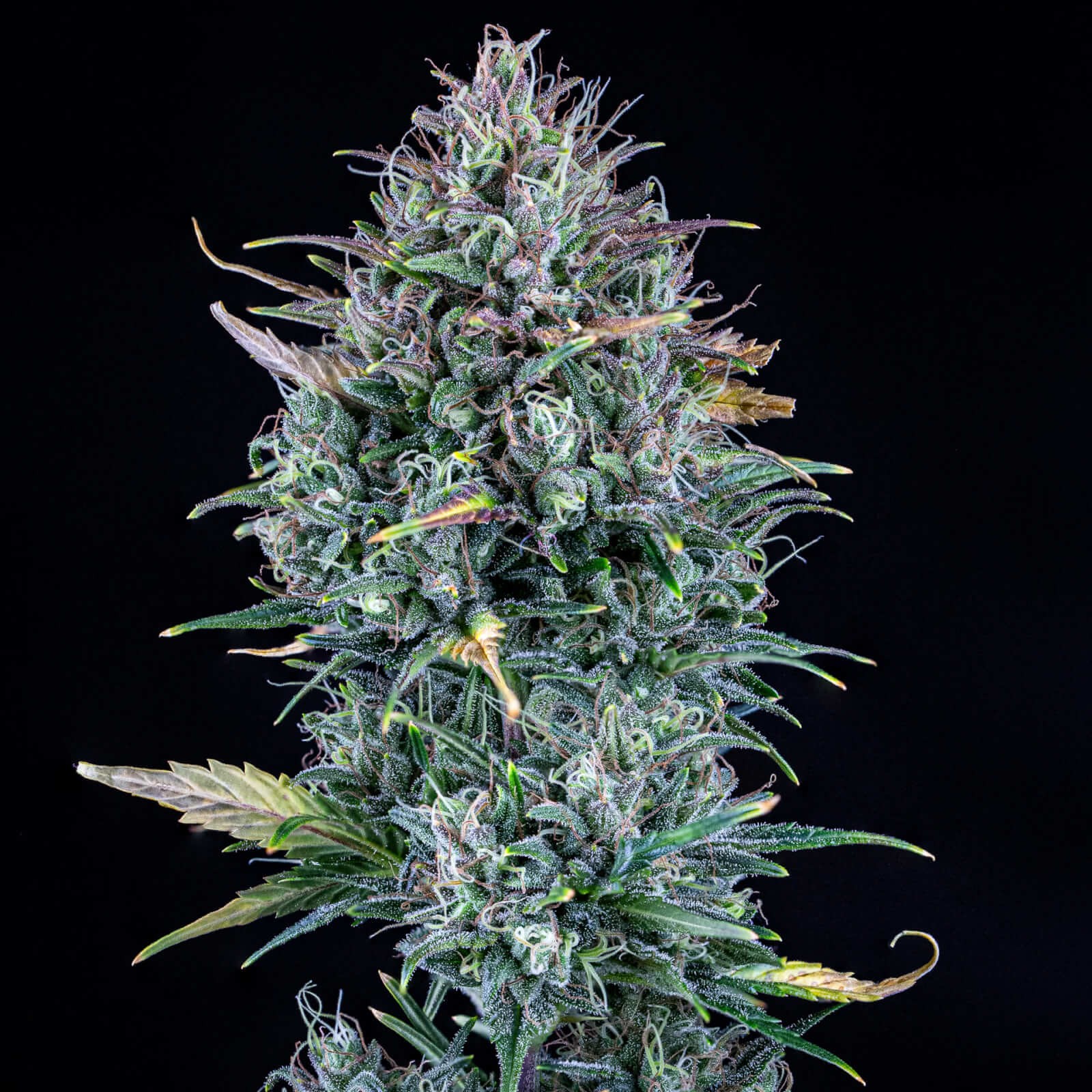 Livers Bx1 Auto Autoflower by Mephisto Genetics