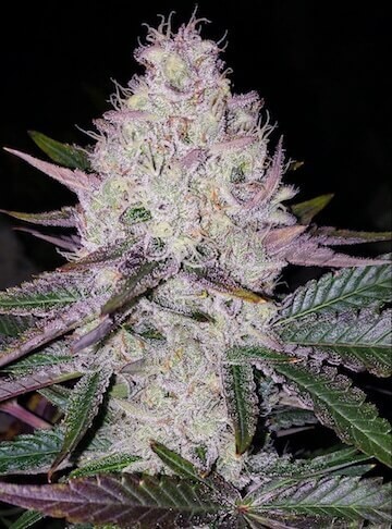 Lemon Berry Candy OG Regular by Ethos Genetics