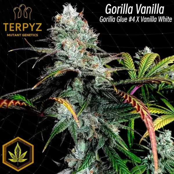 Gorilla Vanilla Feminized by TerpyZ Mutant Genetics