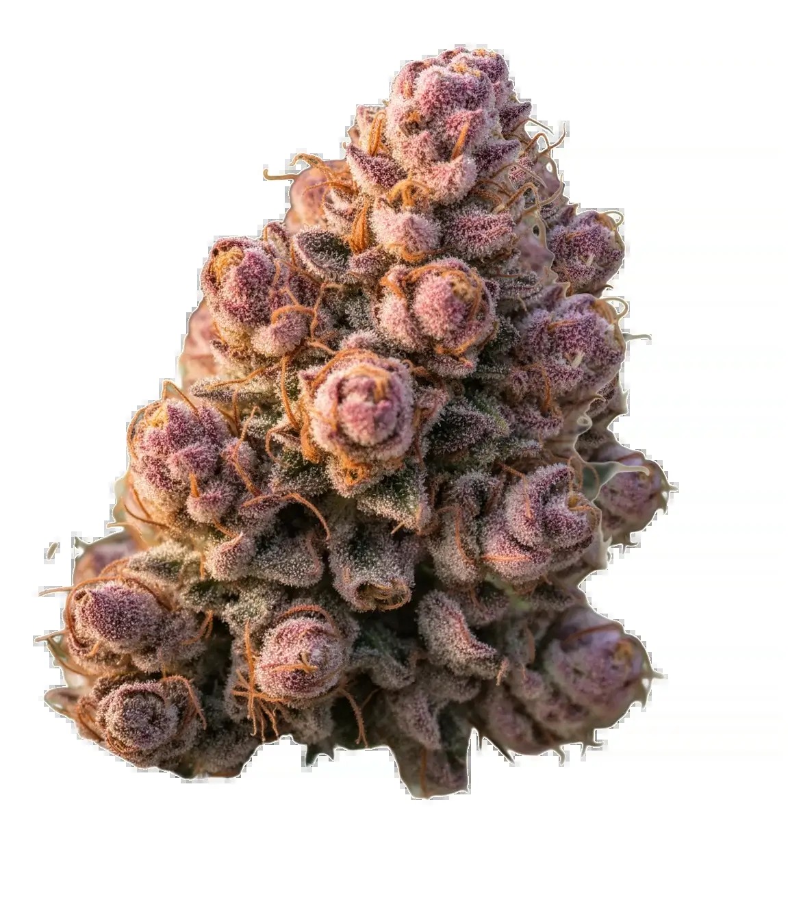 Gello Z Feminized by Growers Choice