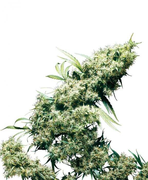 Jamaican Pearl Feminized by Sensi Seeds