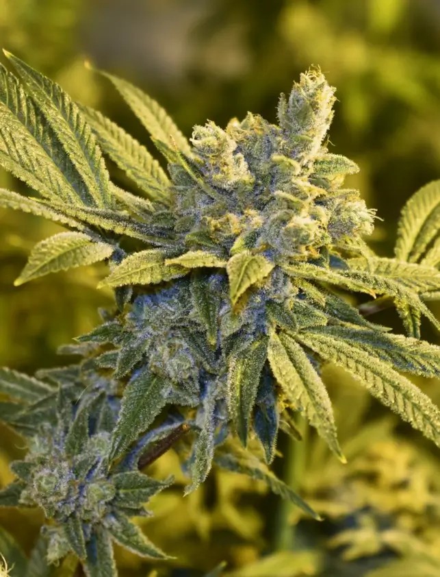 Hibiscus S1 Feminized by R-Kiem Seeds