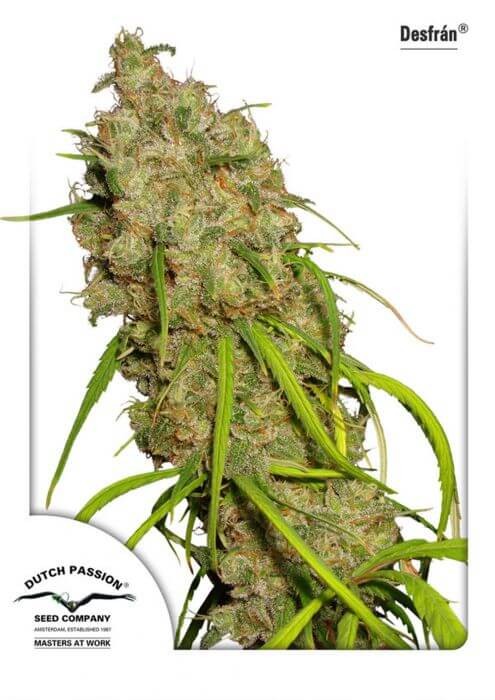 Desfrán Feminized by Dutch Passion