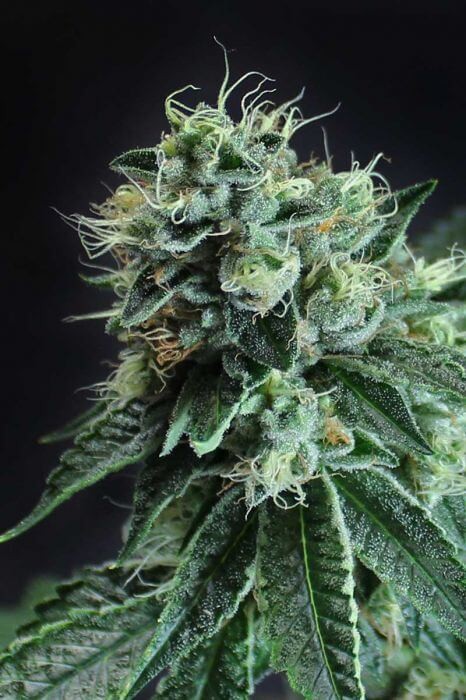 Jesus OG Kush Feminized by SubCool’s The Dank