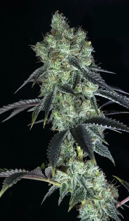 Julien's Favorite Feminized by Botafarm Genetics