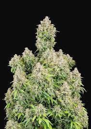 Cinderella Auto Autoflower by Fast Buds