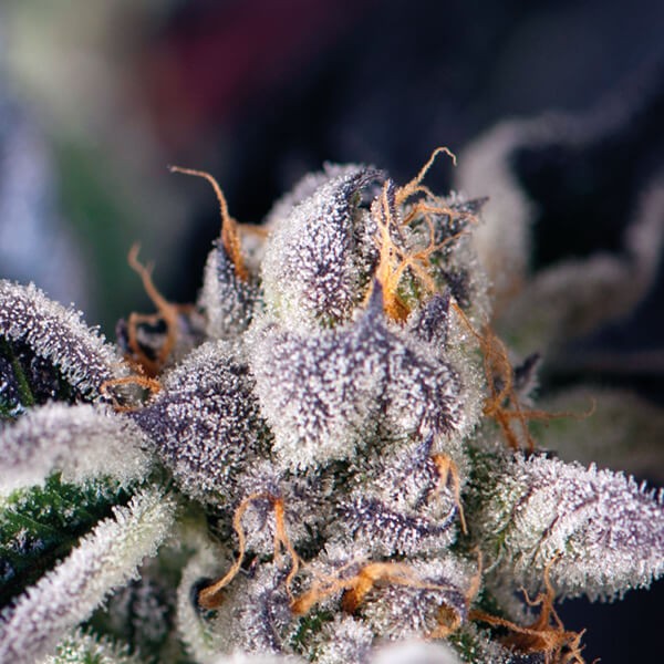 Cookies USA Feminized by Pyramid Seeds