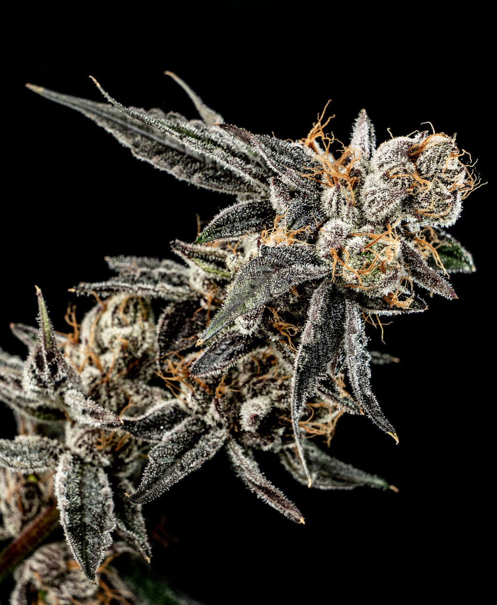 Gelato Punch Feminized by Elev8 Seeds