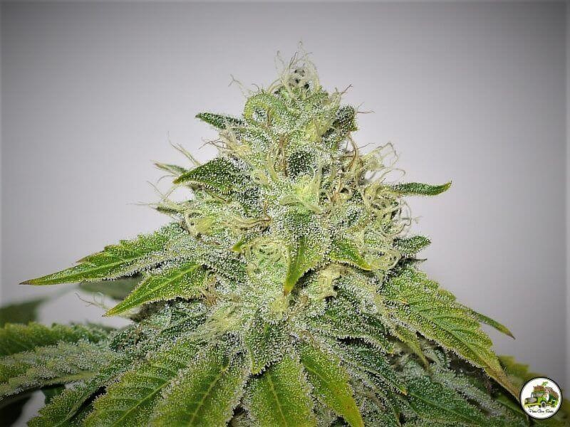 Kush And Cheese Feminized by Paisa Seeds