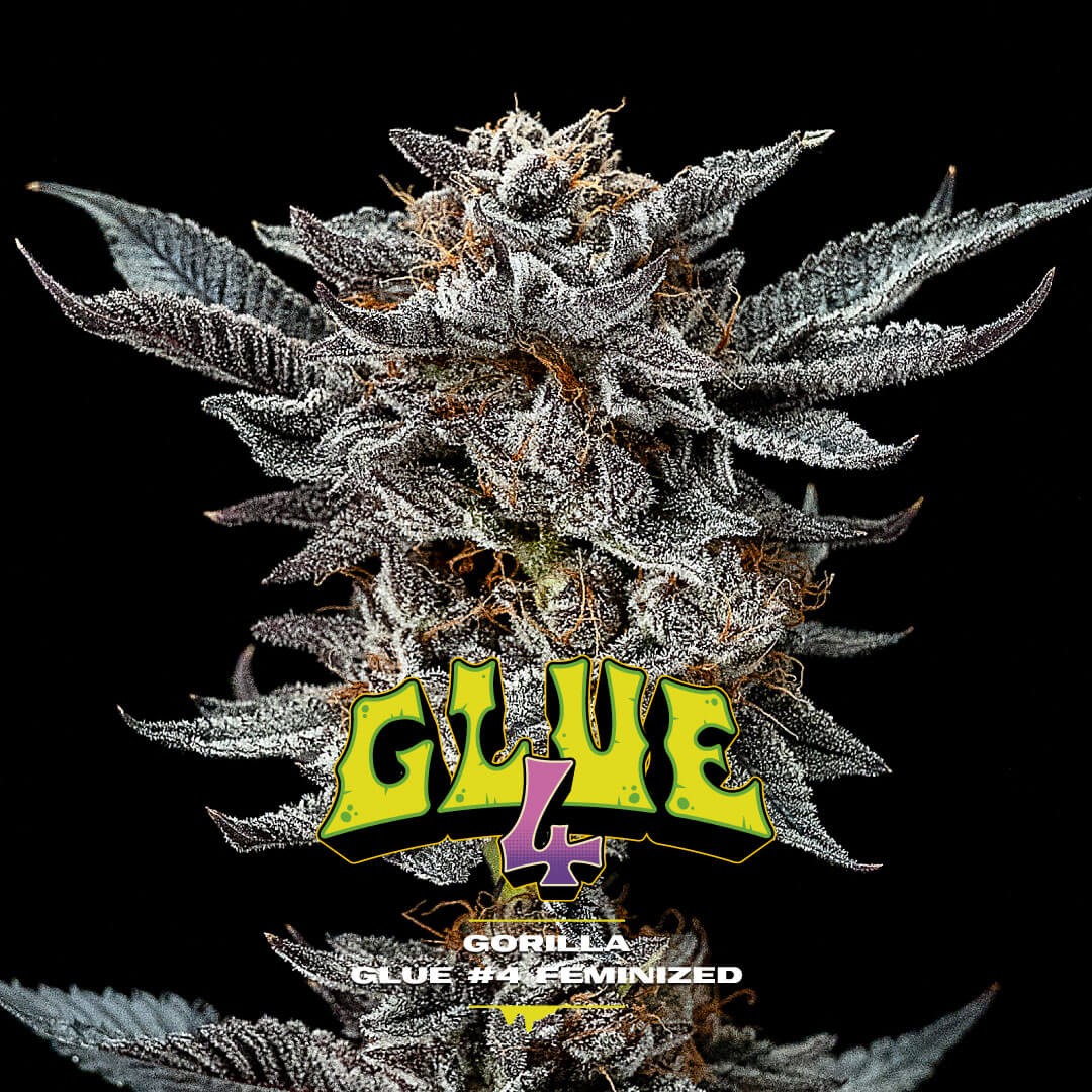 Gorilla Kingdom Glue #4 Feminized by BSF Seeds