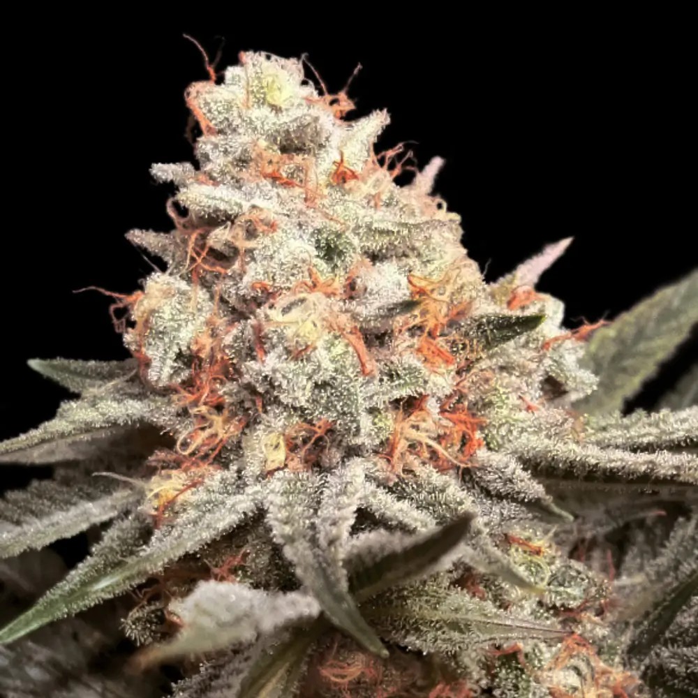 Rainbow Mints Feminized by 00 Seeds Bank