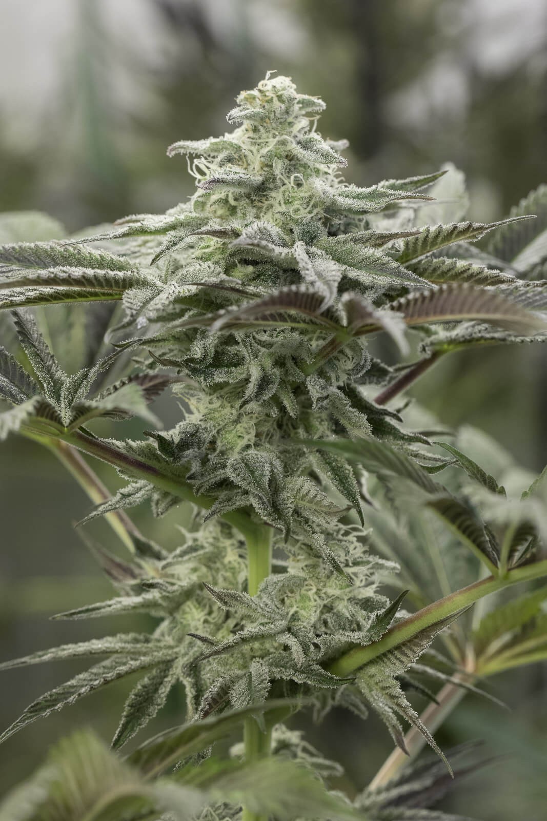 Lemon Citron Feminized by Humboldt Seed Organization