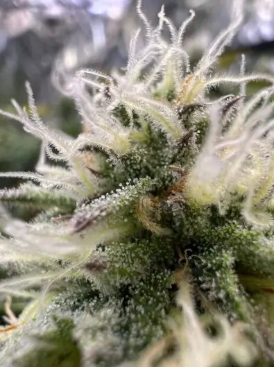 G.O.S. Auto Feminized by R-Kiem Seeds