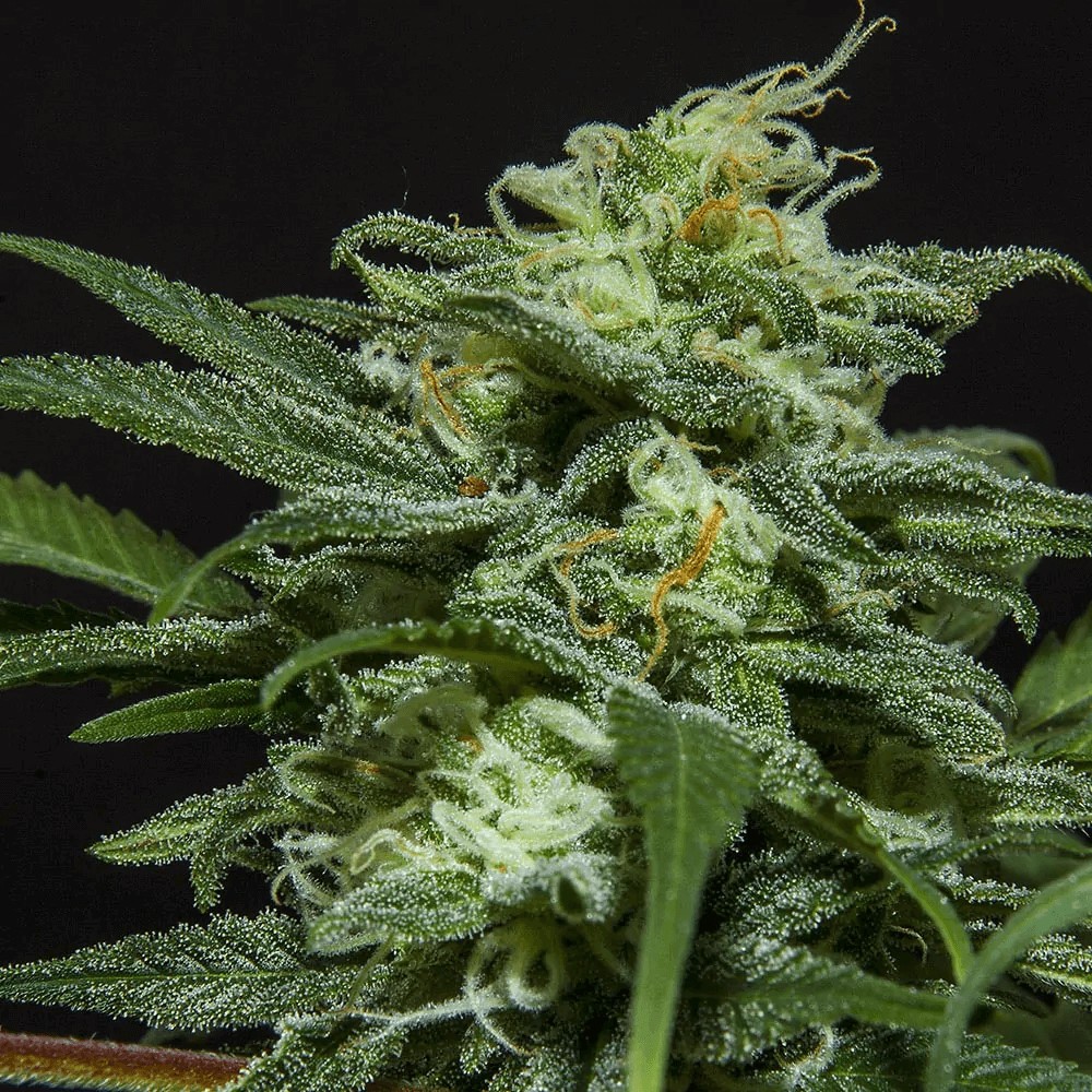 Lebron Haze XXL Auto Autoflower by BSF Seeds
