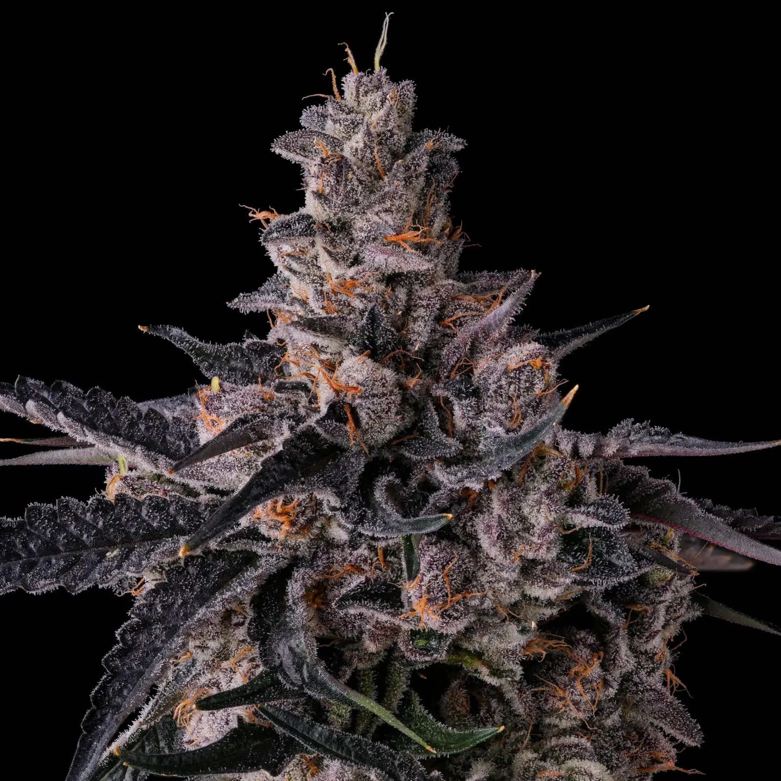 Lemon Cherry Pavé Feminized by Compound Genetics
