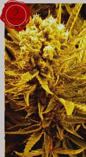 Frencheese Feminized by French Touch Seeds