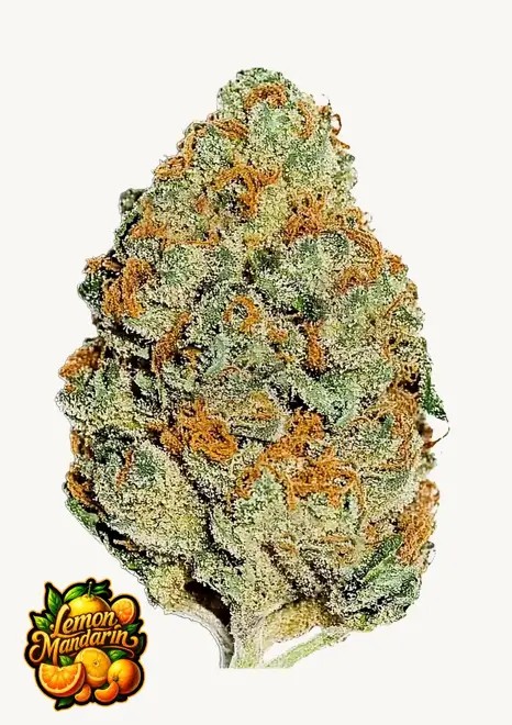 Lemon Mandarin Feminized by Fast Buds