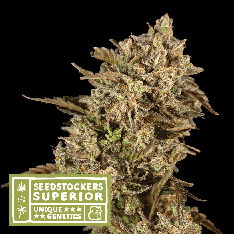 Apollo Black Cherry Auto Feminized by Seedstockers
