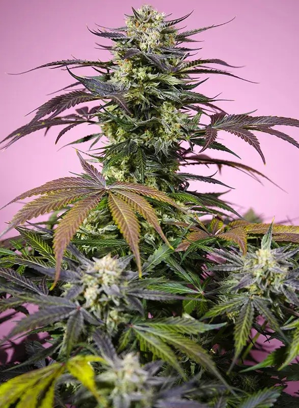 Gelonade Feminized by Sweet Seeds