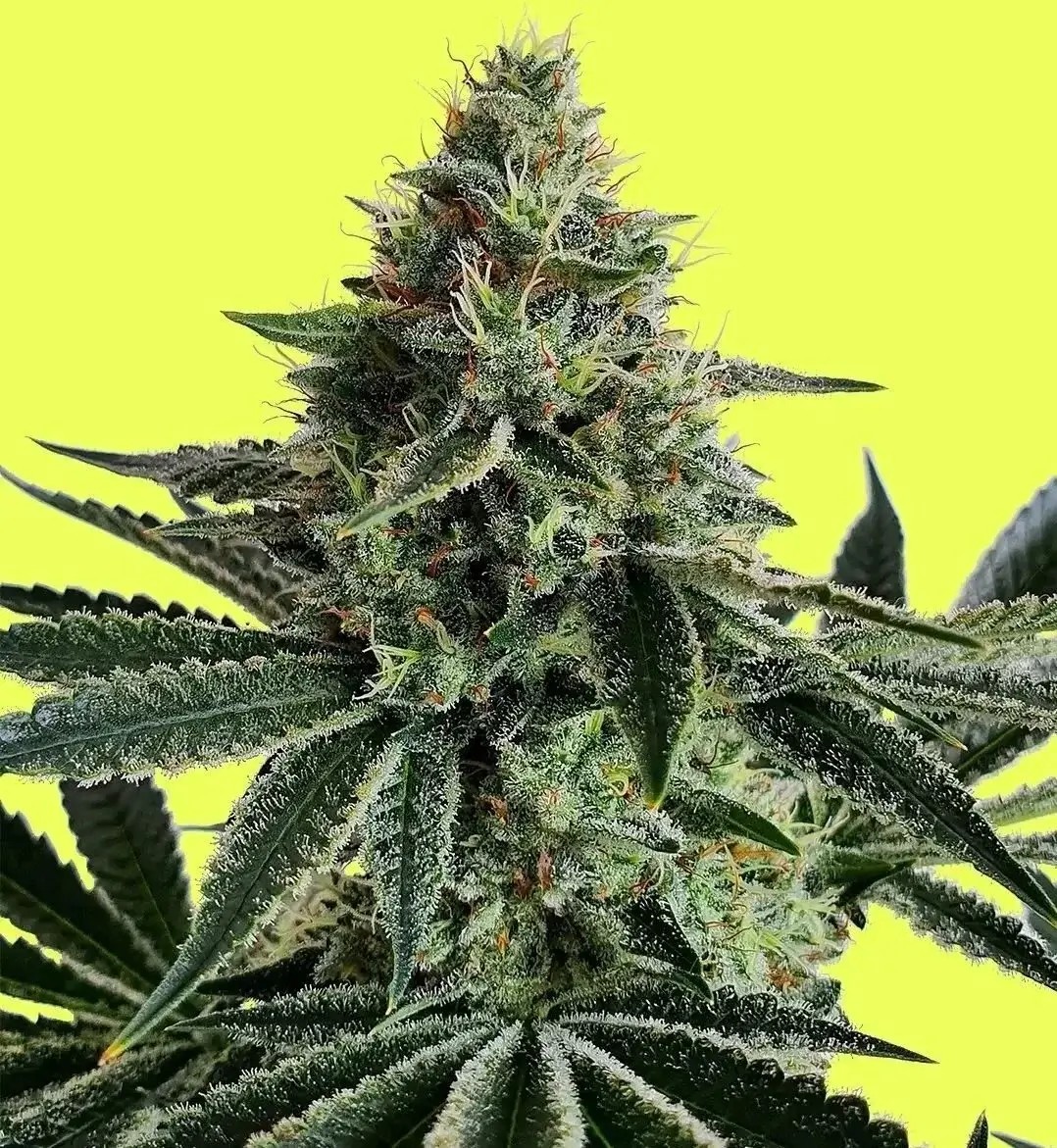 Lemon Storm Feminized by Pure Instinto