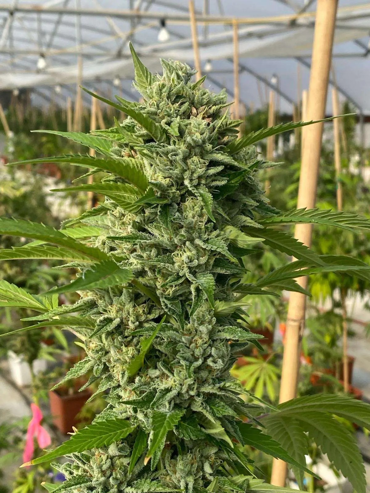 Goji Biker Feminized by Karma Genetics