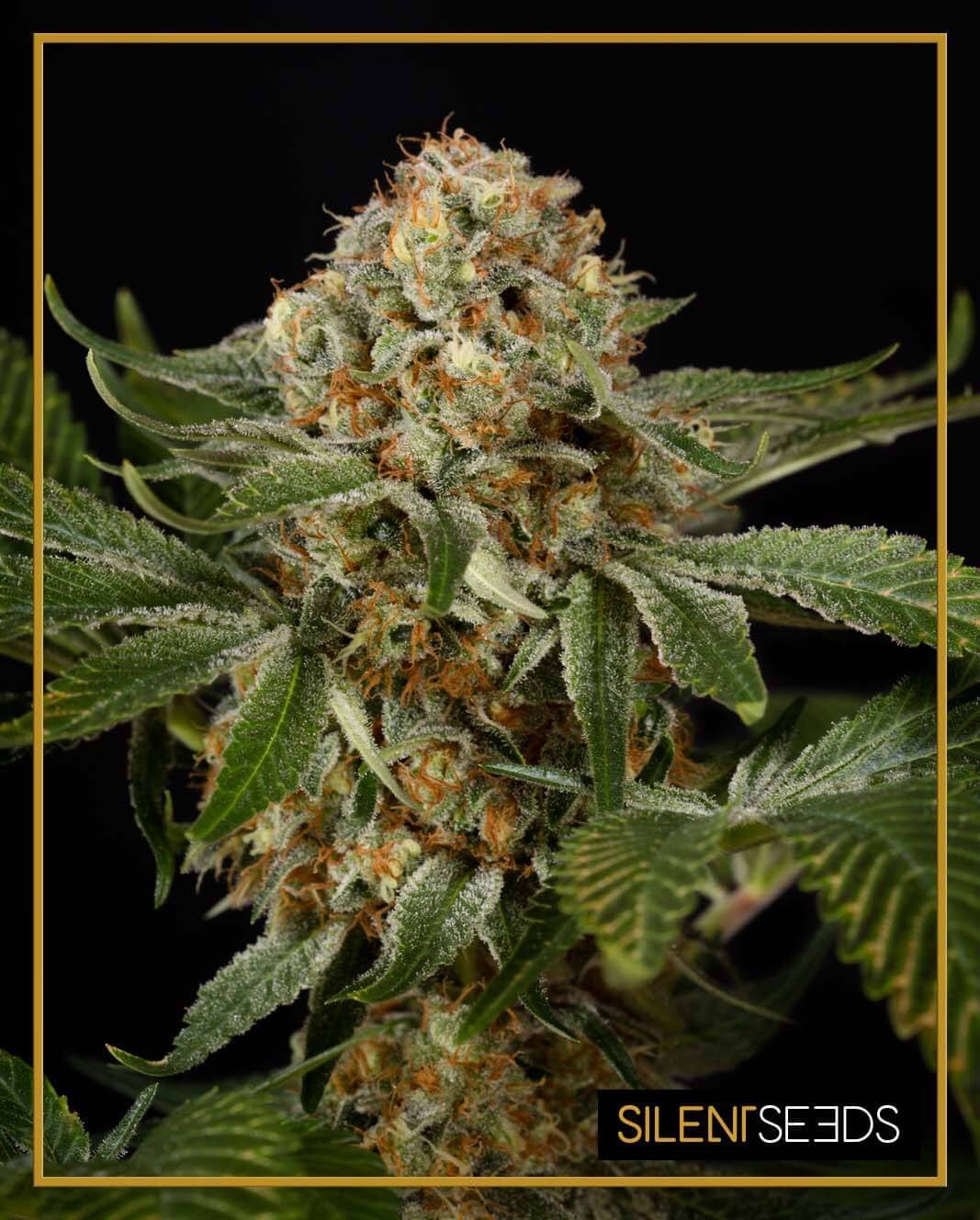 OG Kush Feminized by Silent Seeds