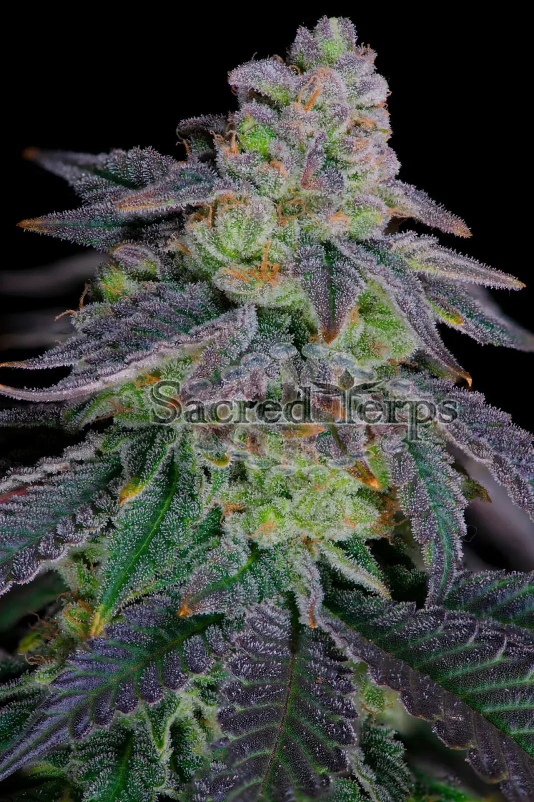 Dante's Inferno #8 Feminized by Sacred Terps
