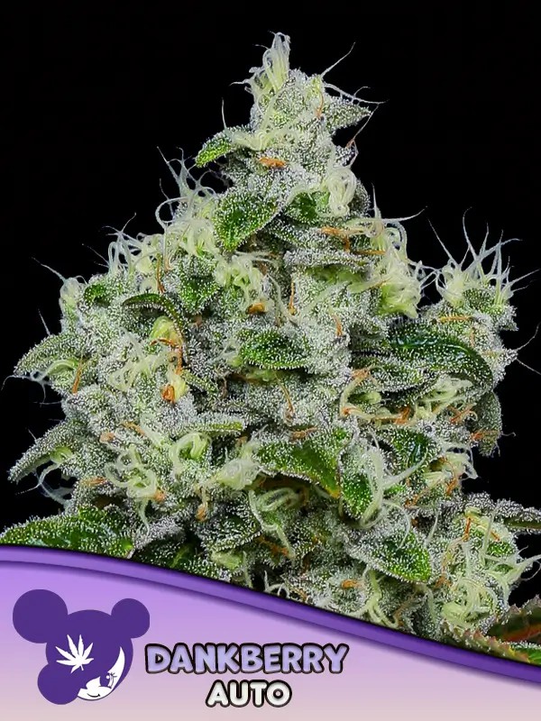 Dankberry Auto Autoflower by Anesia Seeds