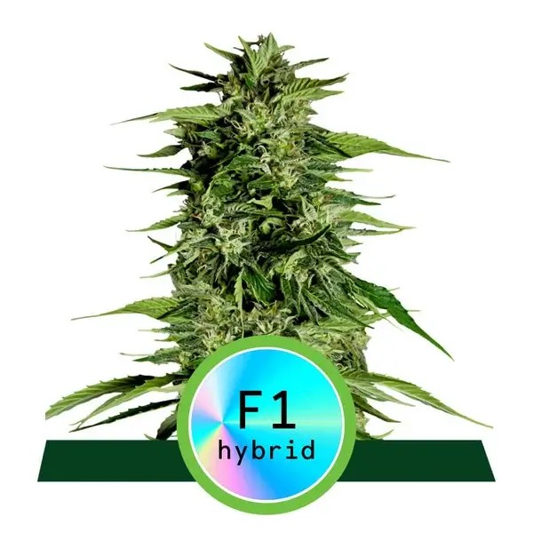 Hyperion F1 Auto Autoflower by Royal Queen Seeds