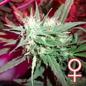 K.C. 39 Feminized by K.C. Brains