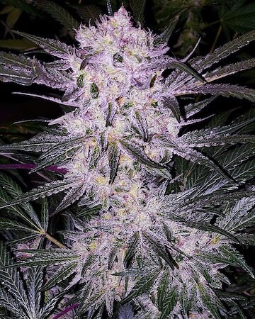 Lilac Cookies Regular by Ethos Genetics