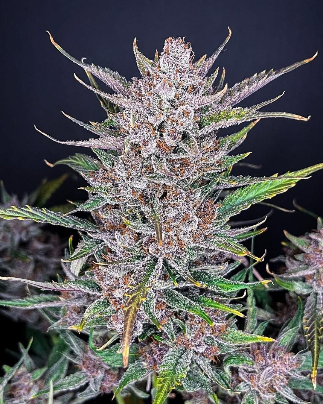 Gorilla Punch Auto Autoflower by Fast Buds