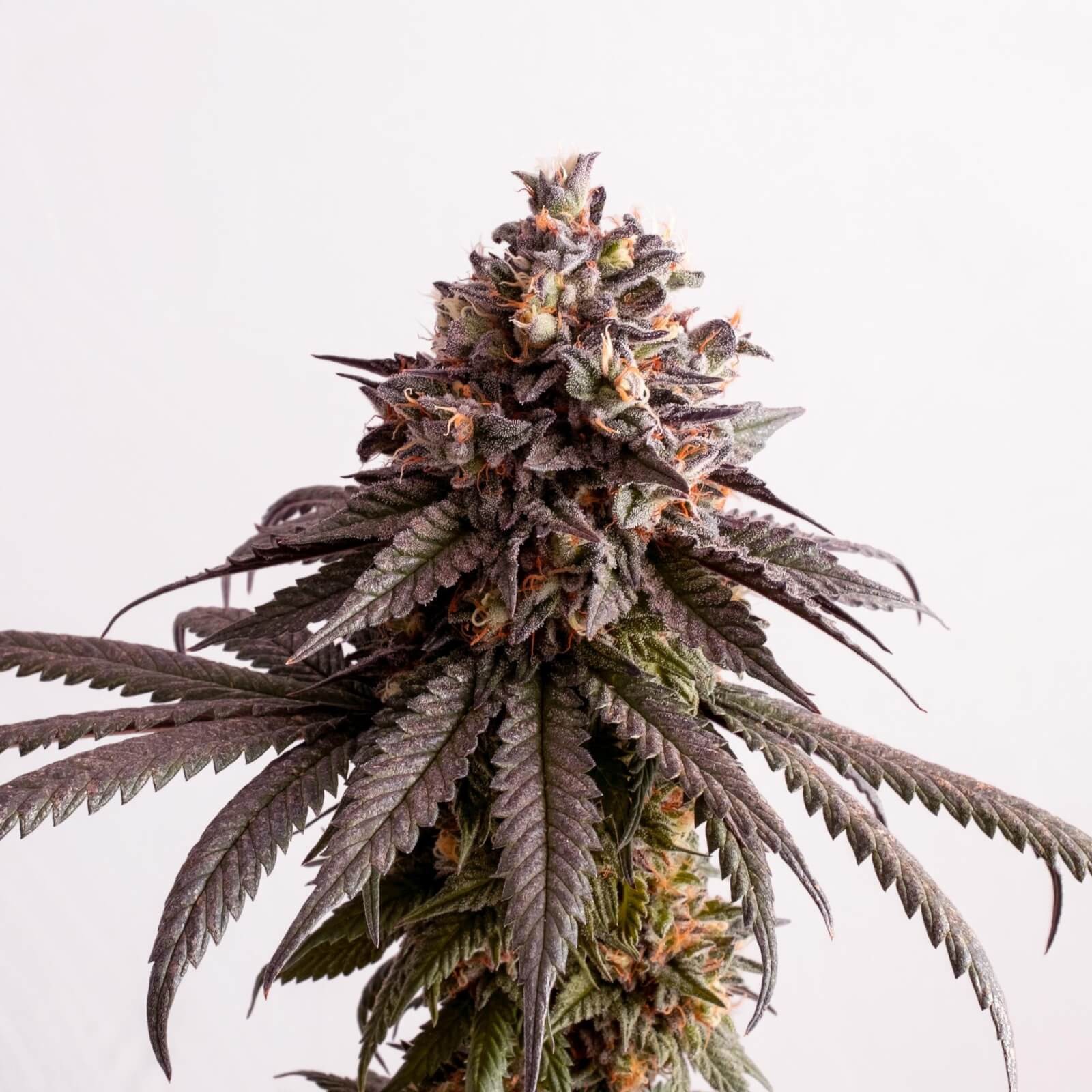 Gelato-K Feminized by Kannabia