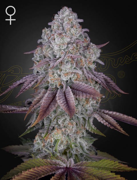 Persian Pie Feminized by Green House seeds