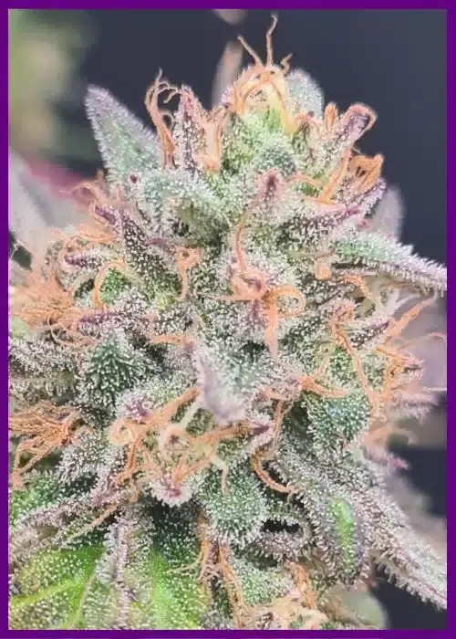 Limepaya Feminized by ZmoothieZ