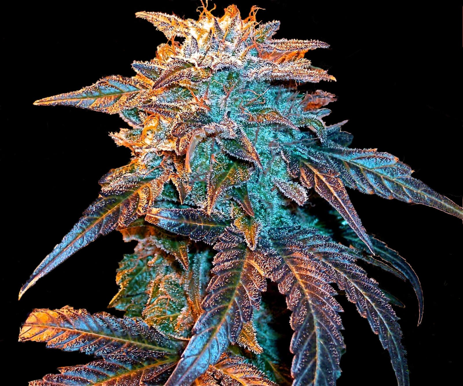 Gelato Auto Autoflower by Female Seeds