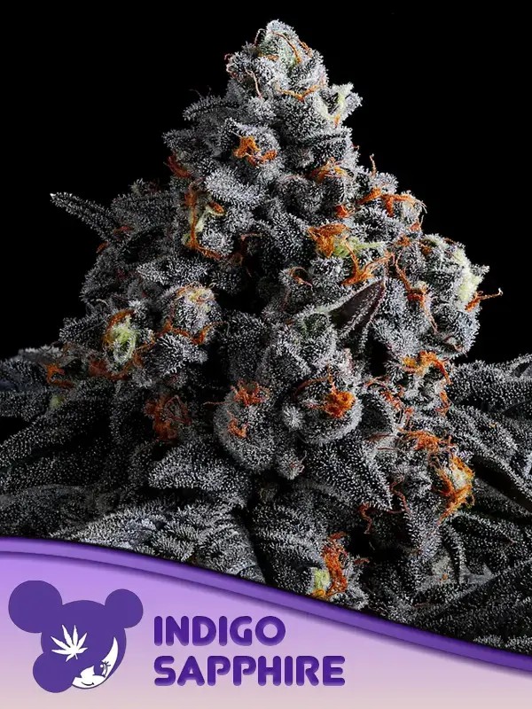 Indigo Sapphire Feminized by Anesia Seeds