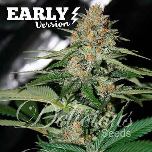 Delicious Candy Early Feminized by Delicious Seeds