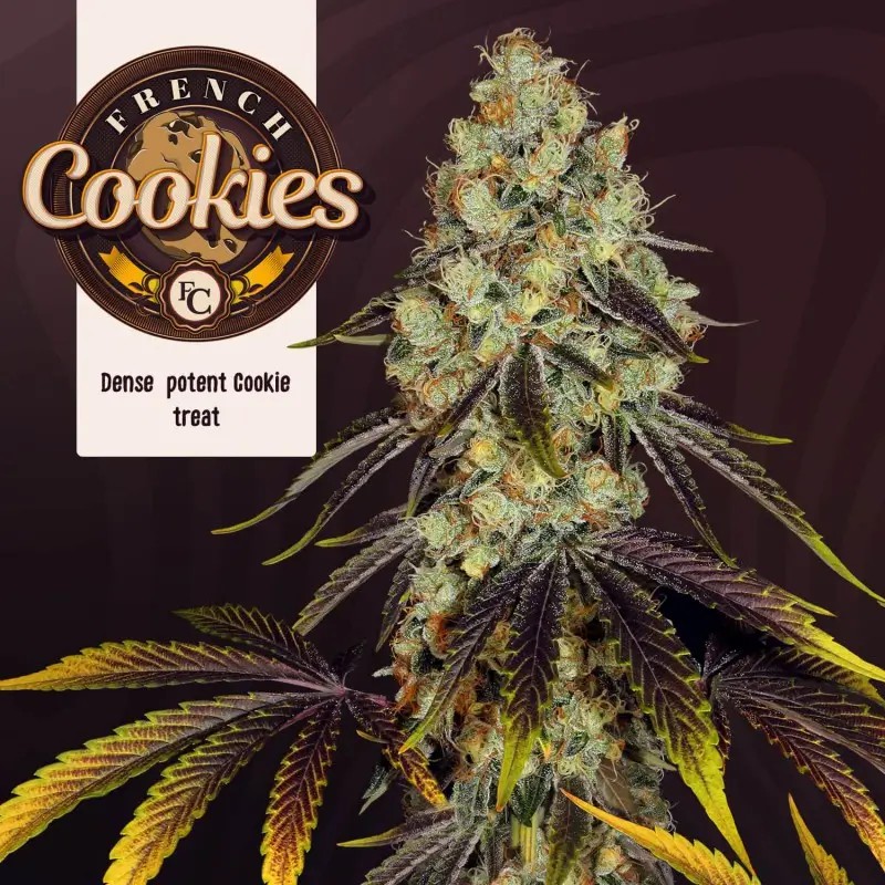 French Cookies Feminized by T.H. Seeds