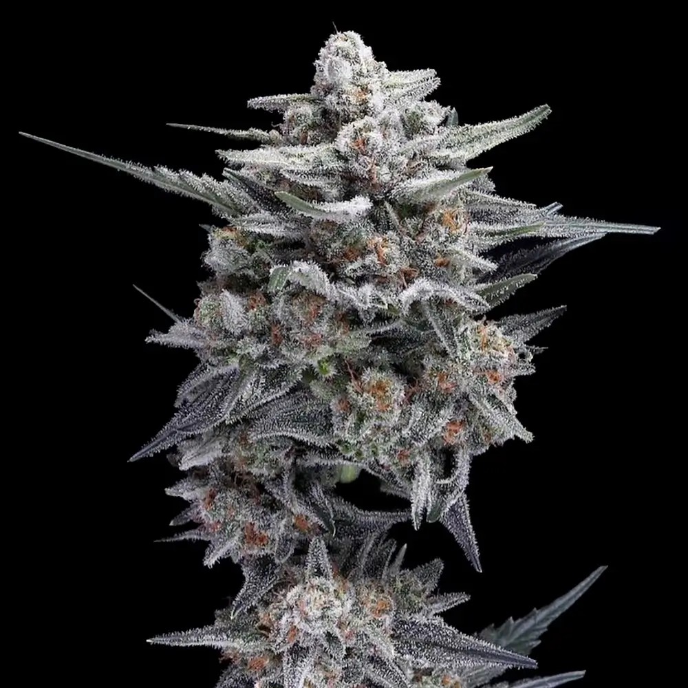 HG23 aka Michael Jordan Feminized by DNA Genetics