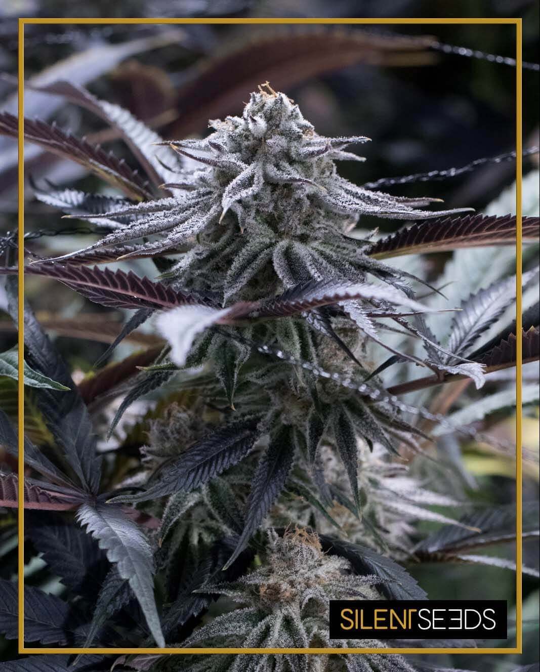 Grape Juice Feminized by Silent Seeds