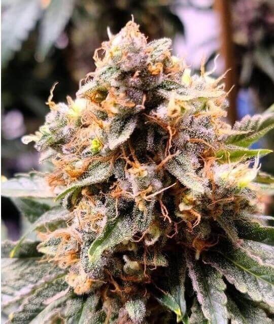 Jilly Bean Black Cherry Regular by TGA Mz Jill Genetics